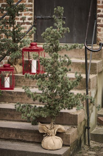 Ib Laursen Juletre/cedertre 