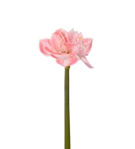Hovedbilde Amaryllis rosa 60cm