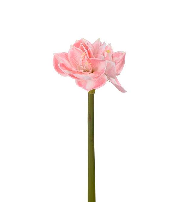 Hovedbilde Amaryllis rosa 60cm