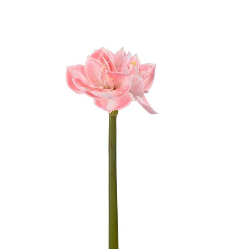Amaryllis rosa 60cm