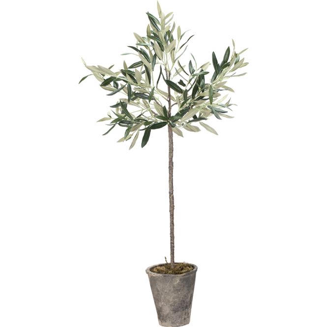 Hovedbilde Oliventre 73 cm