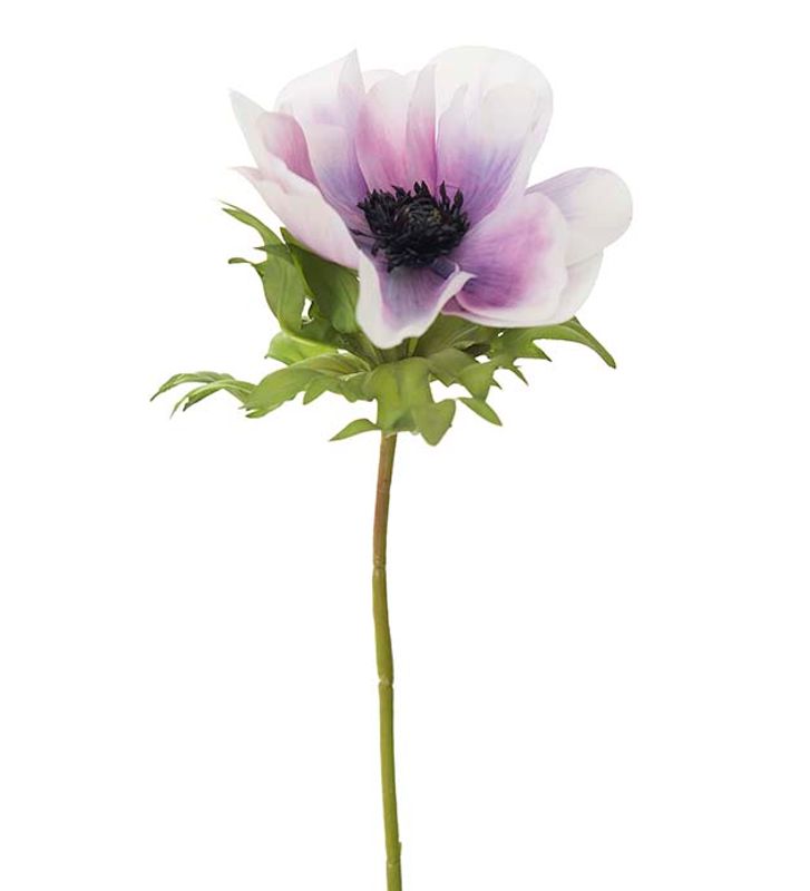 Mr Plant Anemone lilla