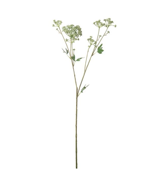 Hovedbilde Mr Plant Angelica