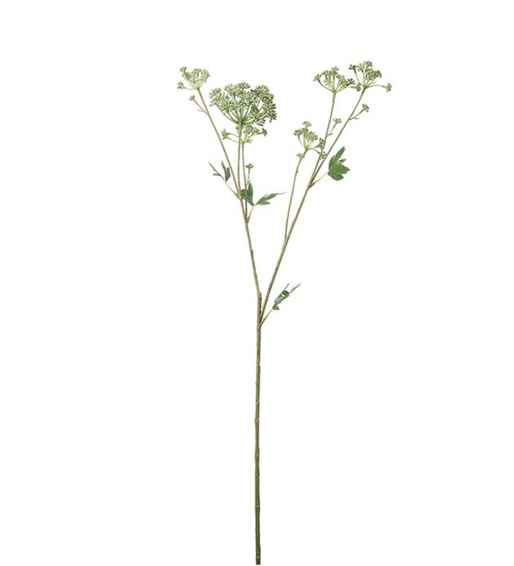 Mr Plant Angelica
