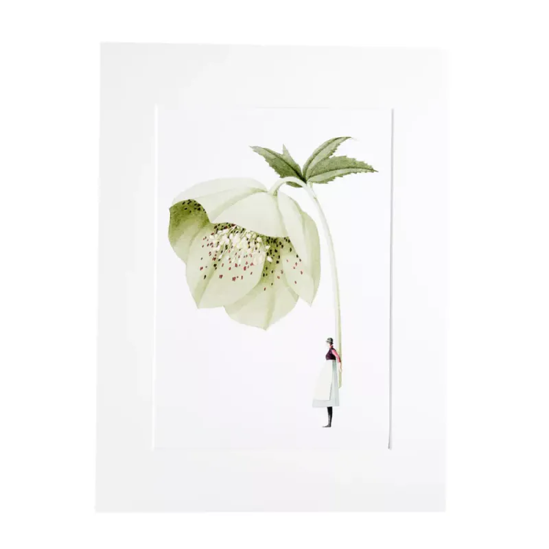 Laura Stoddart A4 Print - Green Hellebore